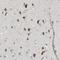 Transmembrane Protein 59 Like antibody, HPA010661, Atlas Antibodies, Immunohistochemistry frozen image 