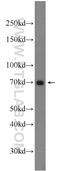 Tripartite Motif Containing 67 antibody, 24369-1-AP, Proteintech Group, Western Blot image 