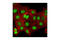 SET Domain Bifurcated Histone Lysine Methyltransferase 1 antibody, 2196S, Cell Signaling Technology, Immunofluorescence image 