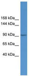 AP2 Associated Kinase 1 antibody, TA334561, Origene, Western Blot image 