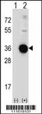 DNA damage-inducible transcript 4 protein antibody, MBS9209136, MyBioSource, Western Blot image 