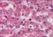 CAMP Responsive Element Binding Protein 3 Like 1 antibody, NB600-799, Novus Biologicals, Immunohistochemistry paraffin image 