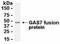 Growth Arrest Specific 7 antibody, NB100-75411, Novus Biologicals, Western Blot image 