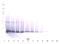 Interferon Beta 1 antibody, 38-287, ProSci, Western Blot image 