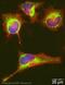 Glutaredoxin antibody, ab45953, Abcam, Immunofluorescence image 