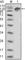 Erb-B2 Receptor Tyrosine Kinase 3 antibody, abx015711, Abbexa, Western Blot image 