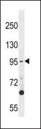 TTK Protein Kinase antibody, PA5-15376, Invitrogen Antibodies, Western Blot image 