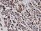 Histone Deacetylase 6 antibody, LS-C337195, Lifespan Biosciences, Immunohistochemistry frozen image 