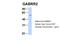 Gamma-Aminobutyric Acid Type A Receptor Rho2 Subunit antibody, 25-243, ProSci, Western Blot image 