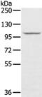 StAR Related Lipid Transfer Domain Containing 8 antibody, PA5-50880, Invitrogen Antibodies, Western Blot image 