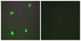 X-Ray Repair Cross Complementing 3 antibody, abx014063, Abbexa, Western Blot image 