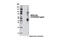 BCL2 Interacting Protein 3 Like antibody, 12396S, Cell Signaling Technology, Western Blot image 