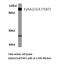 Ephrin type-A receptor 2 antibody, LS-C176508, Lifespan Biosciences, Western Blot image 