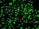 Cysteine And Serine Rich Nuclear Protein 1 antibody, A7130, ABclonal Technology, Immunofluorescence image 