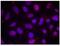 MEF2A antibody, GTX79019, GeneTex, Immunofluorescence image 
