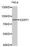 Structure Specific Recognition Protein 1 antibody, MBS126659, MyBioSource, Western Blot image 