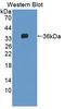 Agrin antibody, LS-C374094, Lifespan Biosciences, Western Blot image 