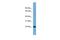 Interleukin 17D antibody, PA5-44831, Invitrogen Antibodies, Western Blot image 