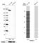 MAGE Family Member C1 antibody, NBP1-85397, Novus Biologicals, Western Blot image 