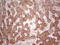 Immunoglobulin Superfamily Member 11 antibody, LS-C338855, Lifespan Biosciences, Immunohistochemistry frozen image 