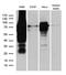 Rac GTPase Activating Protein 1 antibody, M03018, Boster Biological Technology, Western Blot image 