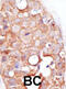 SUMO Specific Peptidase 2 antibody, abx026741, Abbexa, Immunohistochemistry frozen image 