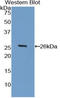 Heparanase antibody, LS-C294469, Lifespan Biosciences, Western Blot image 