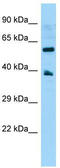 G Protein-Coupled Receptor 78 antibody, TA337931, Origene, Western Blot image 