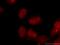 CAMP Responsive Element Binding Protein 1 antibody, 12208-1-AP, Proteintech Group, Immunofluorescence image 