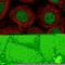 Proline Rich 14 Like antibody, HPA062645, Atlas Antibodies, Immunocytochemistry image 