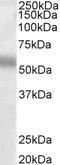 Transcription Factor EB antibody, LS-C87211, Lifespan Biosciences, Western Blot image 