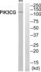 Phosphatidylinositol-4,5-Bisphosphate 3-Kinase Catalytic Subunit Gamma antibody, abx015146, Abbexa, Western Blot image 