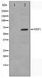 Nuclear RNA Export Factor 1 antibody, TA347570, Origene, Western Blot image 