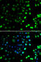 N-Terminal Xaa-Pro-Lys N-Methyltransferase 1 antibody, MBS9126621, MyBioSource, Immunofluorescence image 