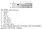 Transcriptional regulator ERG antibody, ERG-101AP, FabGennix, Western Blot image 