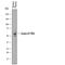 Serpin Family A Member 7 antibody, AF8176, R&D Systems, Western Blot image 