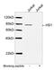 Hematopoietic Cell-Specific Lyn Substrate 1 antibody, LS-C203270, Lifespan Biosciences, Western Blot image 