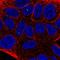 Tigger Transposable Element Derived 2 antibody, NBP2-56967, Novus Biologicals, Immunofluorescence image 