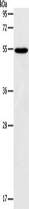 GPAT4 antibody, TA349456, Origene, Western Blot image 