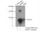 Heat Shock Protein Family B (Small) Member 7 antibody, 15700-1-AP, Proteintech Group, Immunoprecipitation image 