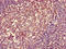 Major Histocompatibility Complex, Class II, DQ Alpha 1 antibody, A52485-100, Epigentek, Immunohistochemistry paraffin image 