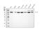 FIP2 antibody, PB9343, Boster Biological Technology, Western Blot image 