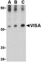 Mitochondrial Antiviral Signaling Protein antibody, orb74808, Biorbyt, Western Blot image 