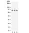CCCTC-Binding Factor antibody, R32116, NSJ Bioreagents, Western Blot image 