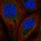 Growth factor receptor bound protein 2-associated protein 1 antibody, HPA049599, Atlas Antibodies, Immunofluorescence image 