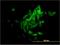 NAD(P)H Quinone Dehydrogenase 1 antibody, H00001728-M01, Novus Biologicals, Immunofluorescence image 