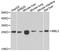 MBL2 antibody, A1341, ABclonal Technology, Western Blot image 