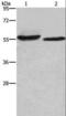 Adhesion Molecule With Ig Like Domain 2 antibody, LS-C401236, Lifespan Biosciences, Western Blot image 