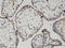 Frizzled Class Receptor 7 antibody, LS-C133983, Lifespan Biosciences, Immunohistochemistry frozen image 