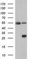 ICAM1 antibody, TA506861S, Origene, Western Blot image 